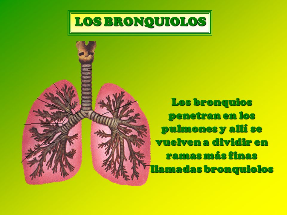 LOS BRONQUIOLOS Los bronquios penetran en los pulmones y allí se vuelven a dividir en ramas más finas llamadas bronquiolos.