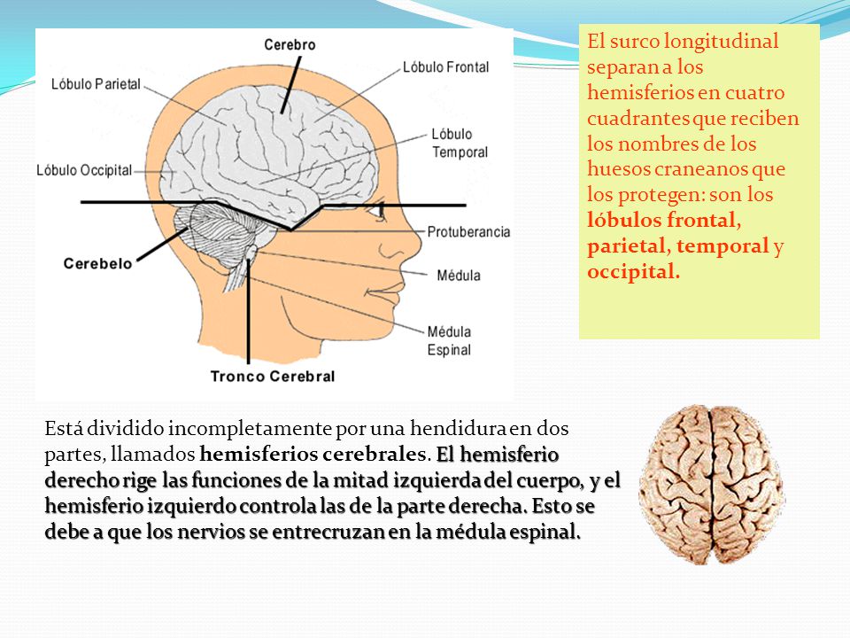 El surco longitudinal separan a los hemisferios en cuatro cuadrantes que reciben los nombres de los huesos craneanos que los protegen: son los lóbulos frontal, parietal, temporal y occipital.