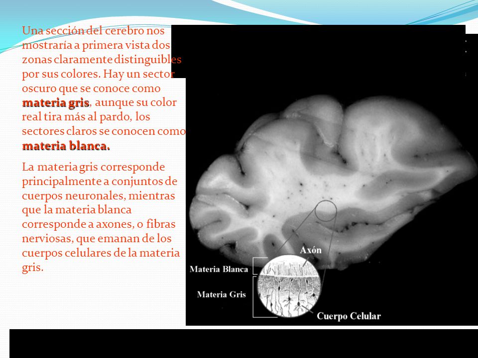 Una sección del cerebro nos mostraría a primera vista dos zonas claramente distinguibles por sus colores. Hay un sector oscuro que se conoce como materia gris, aunque su color real tira más al pardo, los sectores claros se conocen como materia blanca.