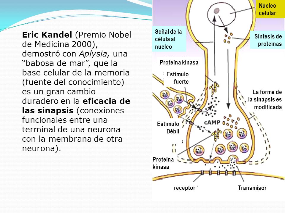 Núcleo celular. Síntesis de. proteínas. La forma de. la sinapsis es. modificada. Señal de la.