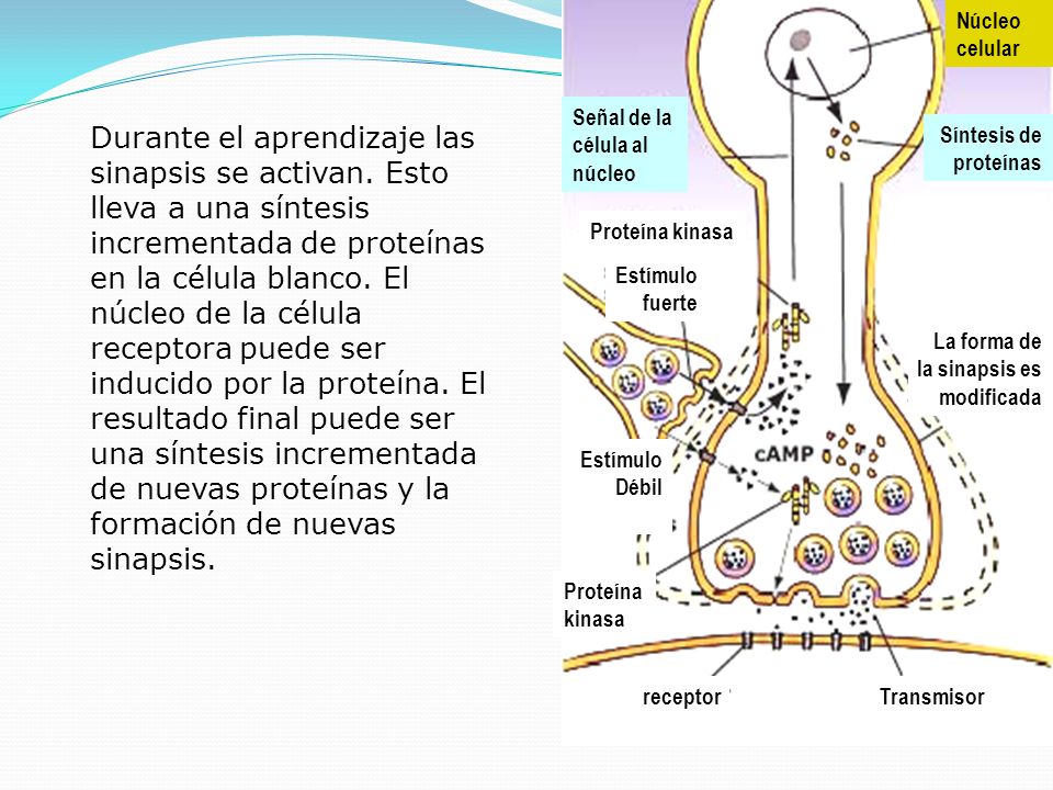 Núcleo celular. Síntesis de. proteínas. La forma de. la sinapsis es. modificada. Señal de la.