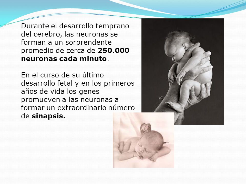 Durante el desarrollo temprano del cerebro, las neuronas se forman a un sorprendente promedio de cerca de neuronas cada minuto.