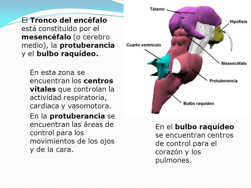 El Tronco del encéfalo está constituido por el mesencéfalo (o cerebro medio), la protuberancia y el bulbo raquídeo.