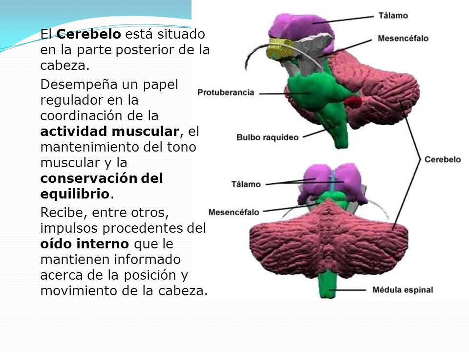 El Cerebelo está situado en la parte posterior de la cabeza.