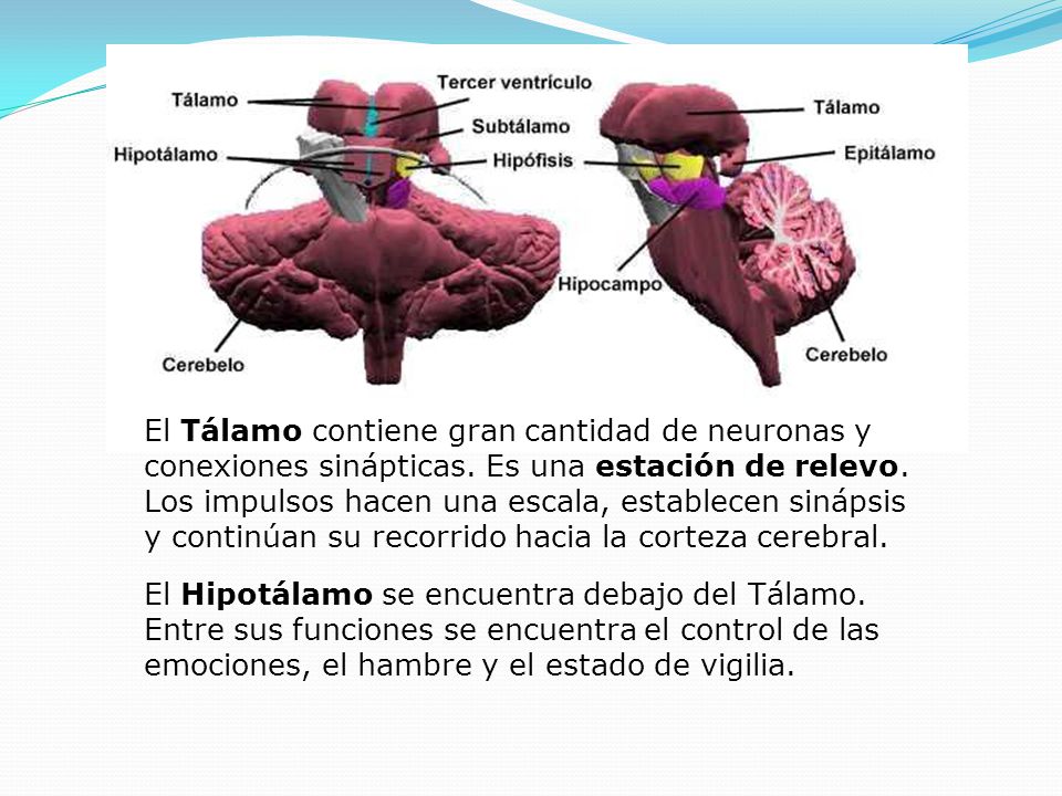El Tálamo contiene gran cantidad de neuronas y conexiones sinápticas