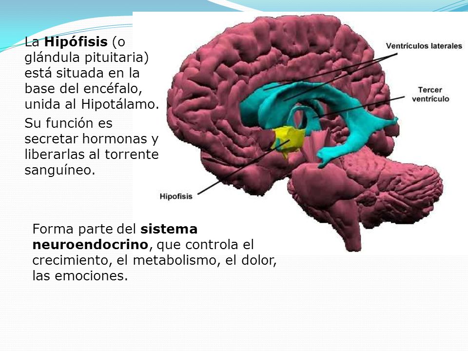La Hipófisis (o glándula pituitaria) está situada en la base del encéfalo, unida al Hipotálamo.