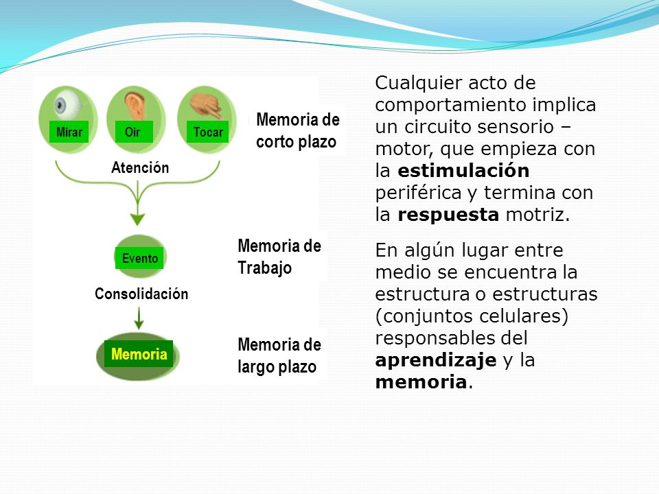 Cualquier acto de comportamiento implica un circuito sensorio – motor, que empieza con la estimulación periférica y termina con la respuesta motriz.