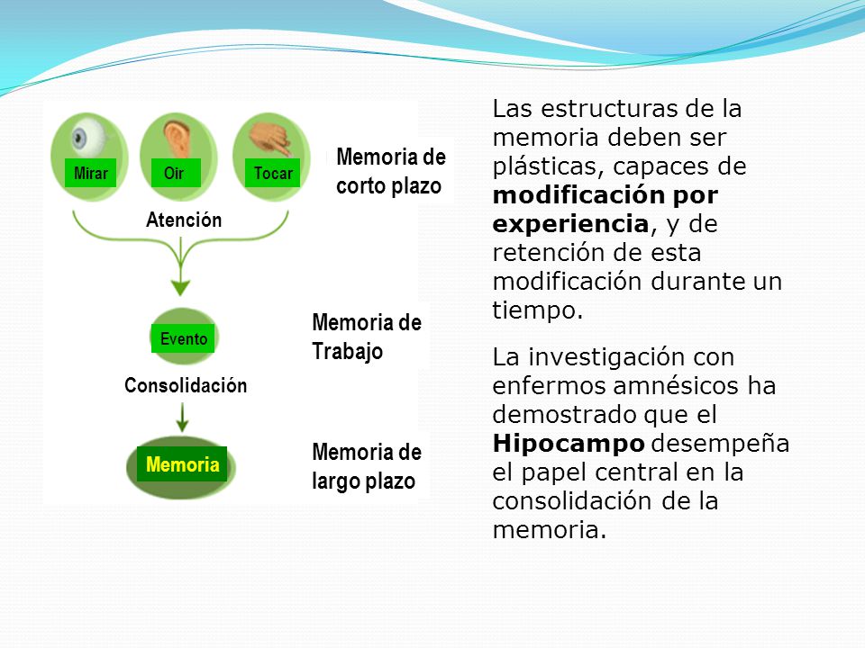 Las estructuras de la memoria deben ser plásticas, capaces de modificación por experiencia, y de retención de esta modificación durante un tiempo.