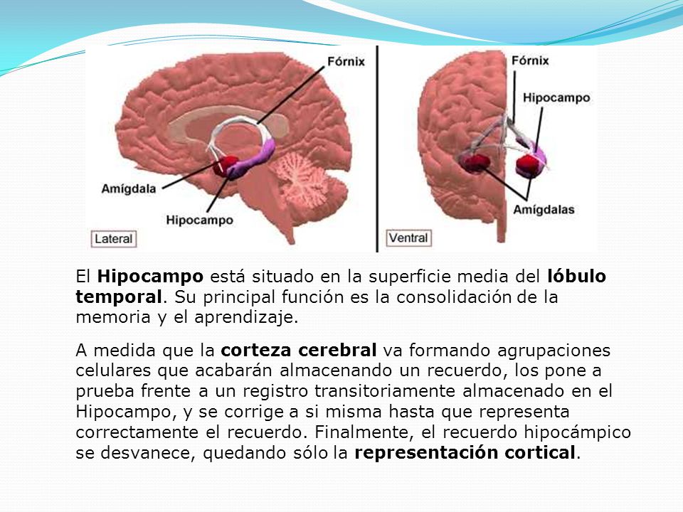 El Hipocampo está situado en la superficie media del lóbulo temporal