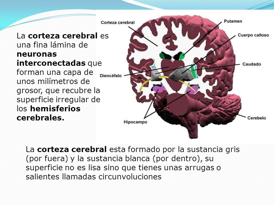 La corteza cerebral es una fina lámina de neuronas interconectadas que forman una capa de unos milímetros de grosor, que recubre la superficie irregular de los hemisferios cerebrales.