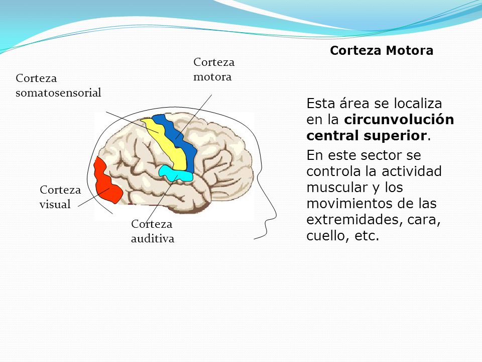 Esta área se localiza en la circunvolución central superior.
