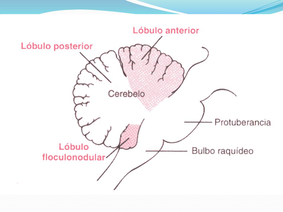 Fig 56.1 Guyton Lóbulos anatómicos del cerebelo vistos desde su cara lateral