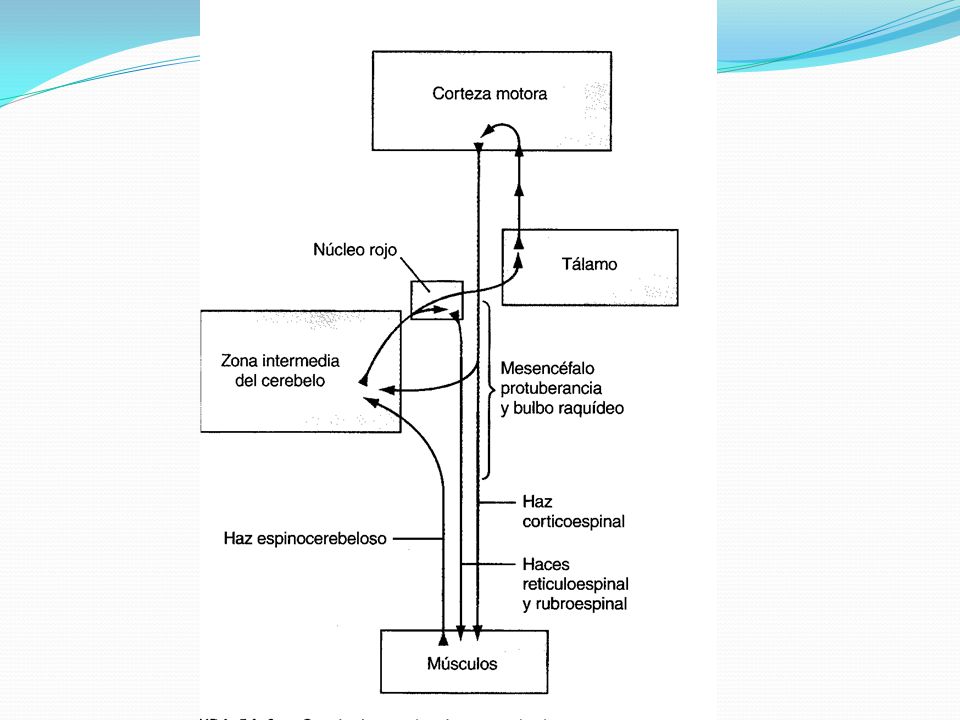 Fig 56.8 Guyton Control cerebral y cerebeloso de los movimientos voluntarios donde interviene de forma especial la zona intermedia del cerebelo.
