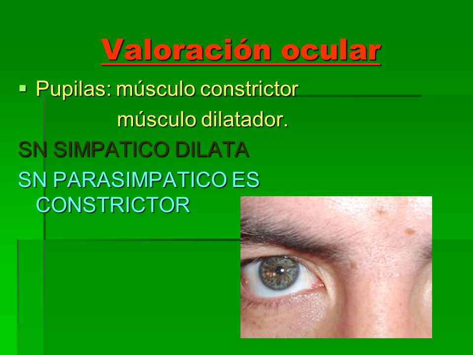 Valoración ocular Pupilas: músculo constrictor músculo dilatador.