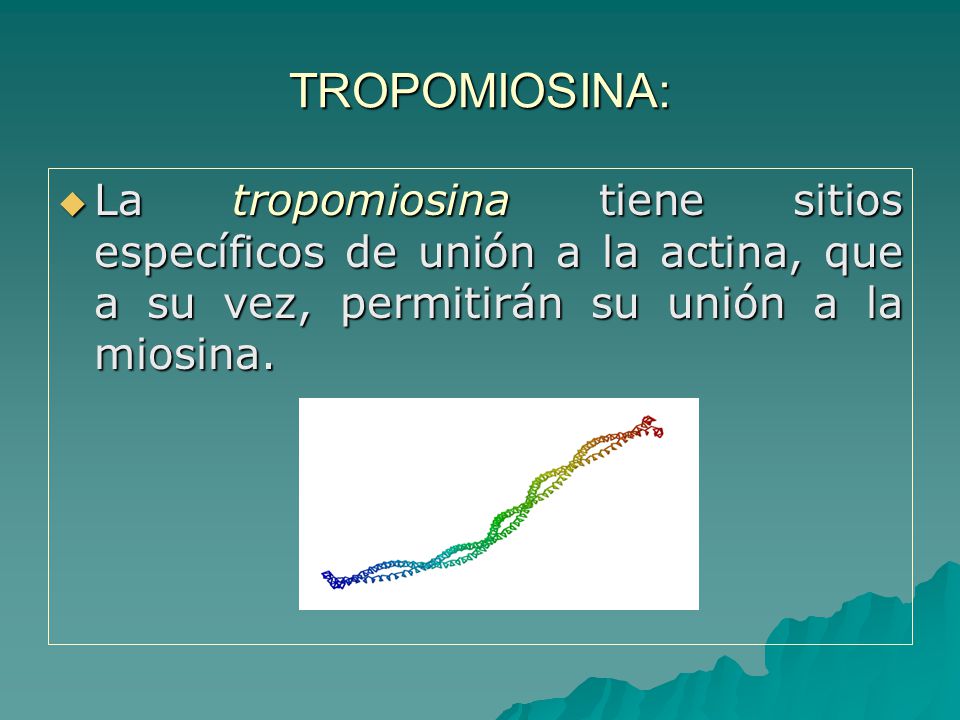 TROPOMIOSINA: La tropomiosina tiene sitios específicos de unión a la actina, que a su vez, permitirán su unión a la miosina.