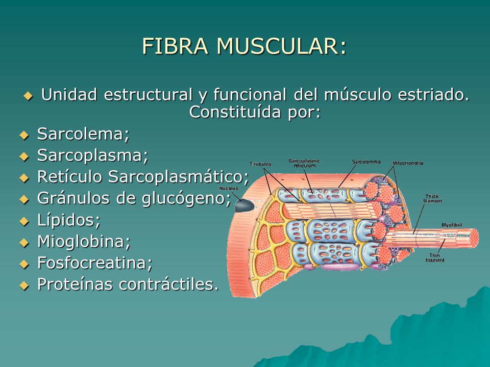Unidad estructural y funcional del músculo estriado. Constituída por: