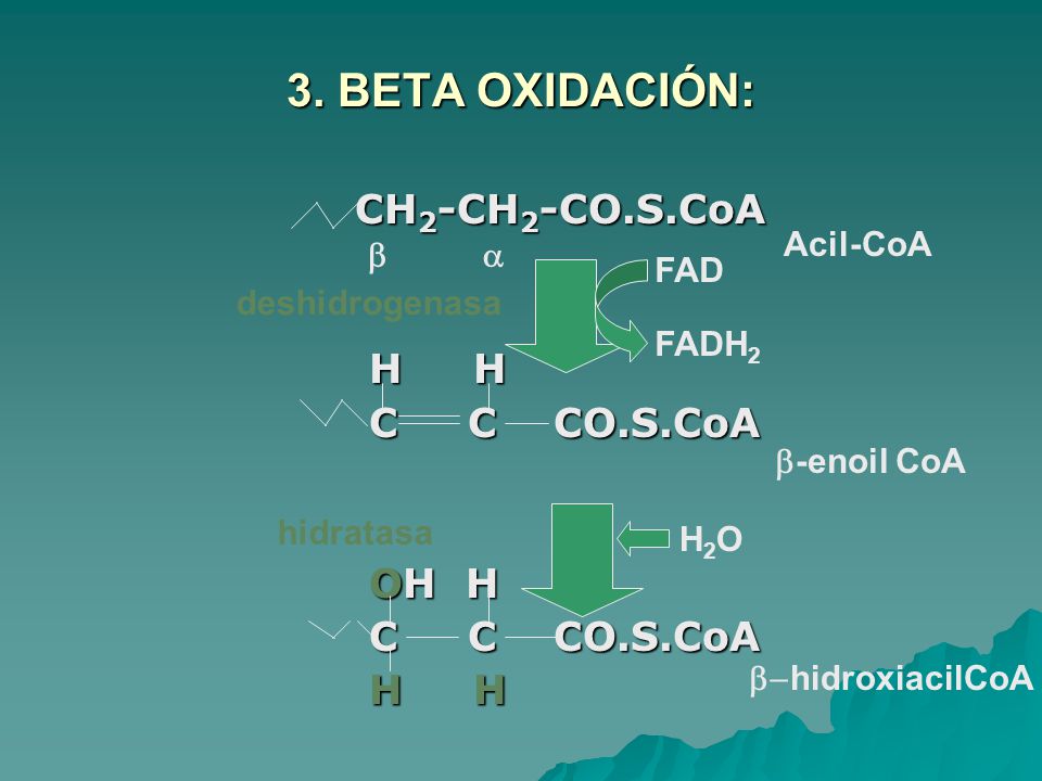 3. BETA OXIDACIÓN: CH2-CH2-CO.S.CoA H H C C CO.S.CoA OH H Acil-CoA b a