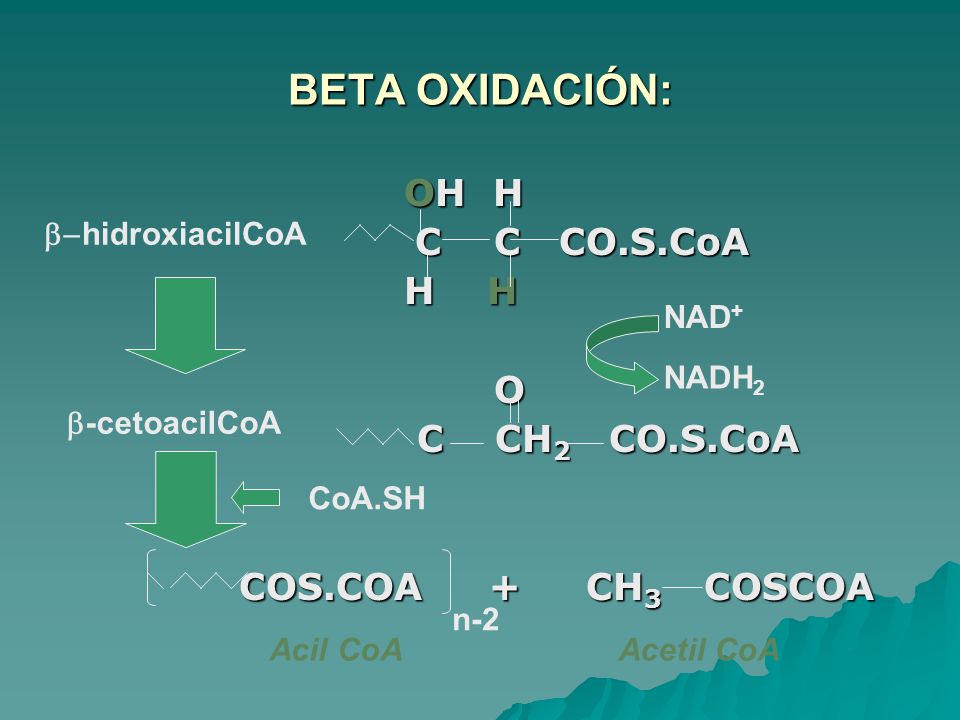 BETA OXIDACIÓN: OH H C C CO.S.CoA H H O C CH2 CO.S.CoA