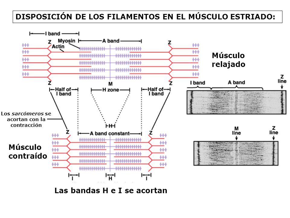 Los sarcómeros se acortan con la contracción