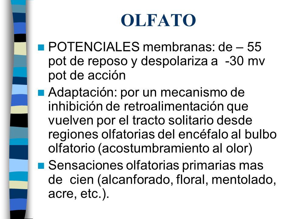 OLFATO POTENCIALES membranas: de – 55 pot de reposo y despolariza a -30 mv pot de acción.