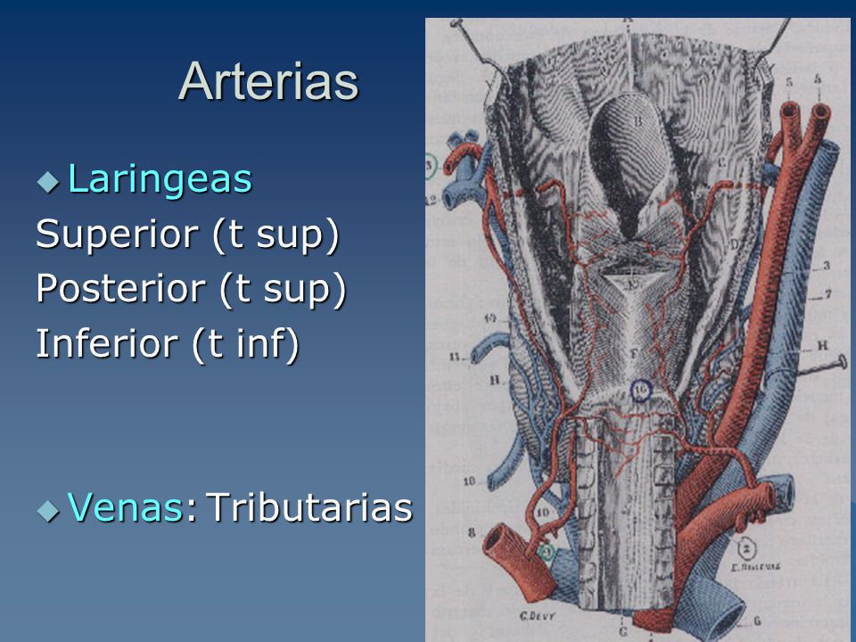 Arterias Laringeas Superior (t sup) Posterior (t sup) Inferior (t inf)