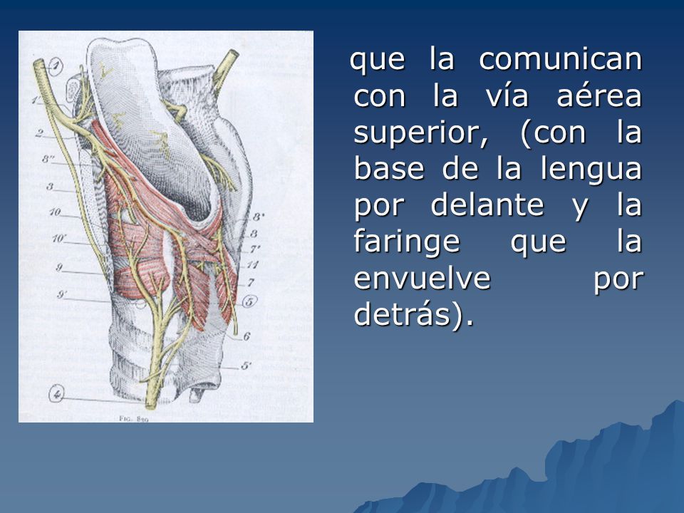 que la comunican con la vía aérea superior, (con la base de la lengua por delante y la faringe que la envuelve por detrás).