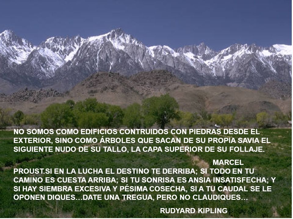NO SOMOS COMO EDIFICIOS CONTRUIDOS CON PIEDRAS DESDE EL EXTERIOR, SINO COMO ÁRBOLES QUE SACAN DE SU PROPIA SAVIA EL SIGUIENTE NUDO DE SU TALLO, LA CAPA SUPERIOR DE SU FOLLAJE.