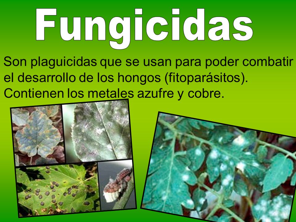 Fungicidas Son plaguicidas que se usan para poder combatir el desarrollo de los hongos (fitoparásitos).