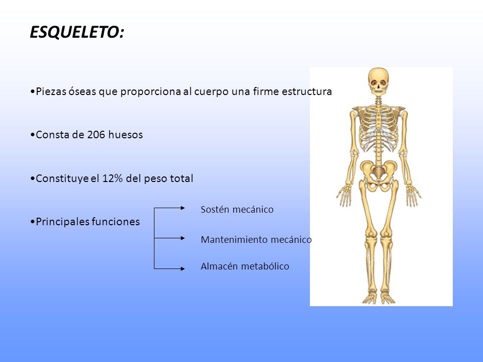 ESQUELETO: Piezas óseas que proporciona al cuerpo una firme estructura