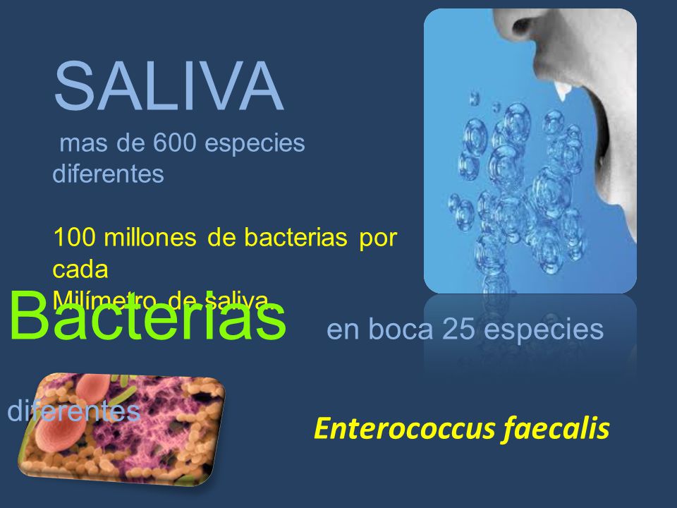Bacterias en boca 25 especies diferentes