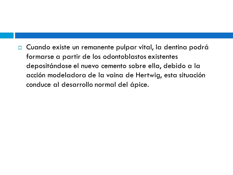 Cuando existe un remanente pulpar vital, la dentina podrá formarse a partir de los odontoblastos existentes depositándose el nuevo cemento sobre ella, debido a la acción modeladora de la vaina de Hertwig, esta situación conduce al desarrollo normal del ápice.