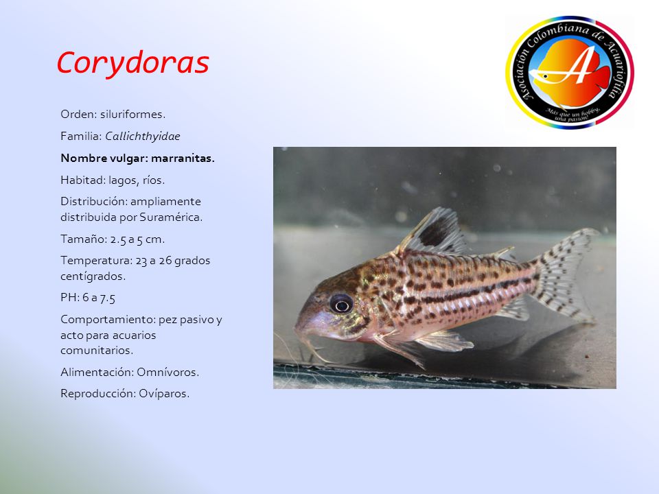 Corydoras Orden: siluriformes. Familia: Callichthyidae