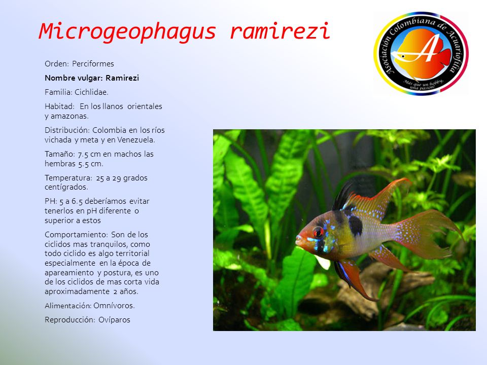 Microgeophagus ramirezi