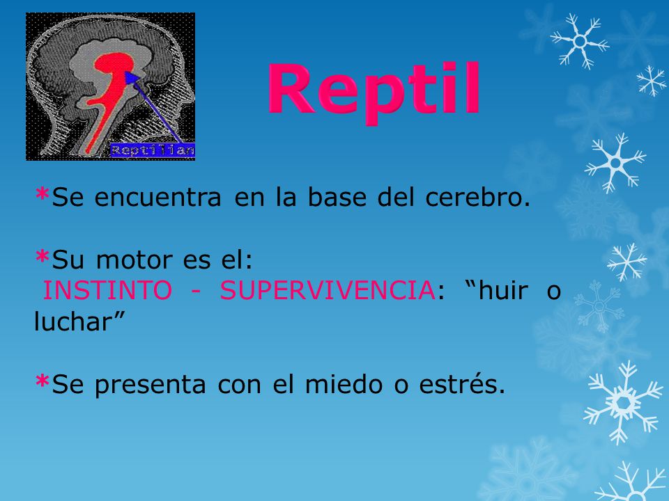 Reptil *Se encuentra en la base del cerebro. *Su motor es el: