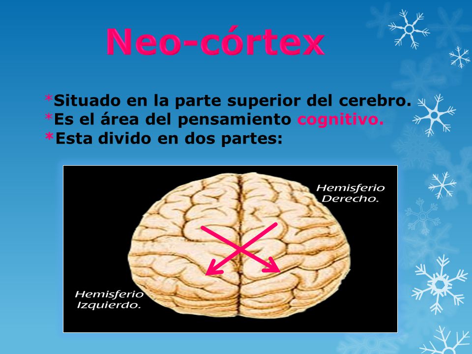 Neo-córtex *Situado en la parte superior del cerebro.