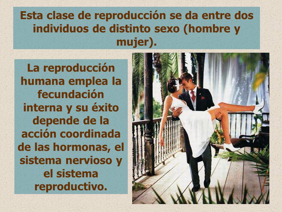 Esta clase de reproducción se da entre dos individuos de distinto sexo (hombre y mujer).