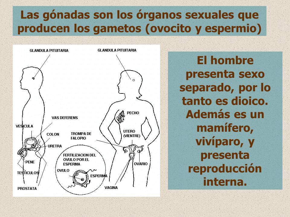 Las gónadas son los órganos sexuales que producen los gametos (ovocito y espermio)