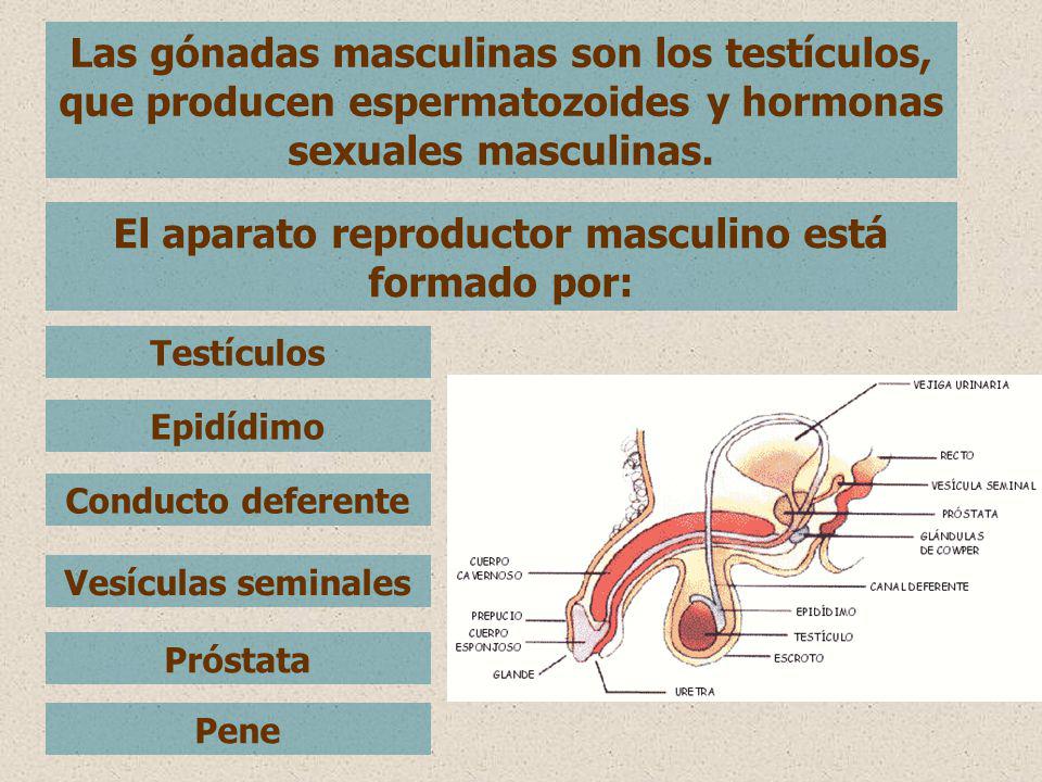 El aparato reproductor masculino está formado por: