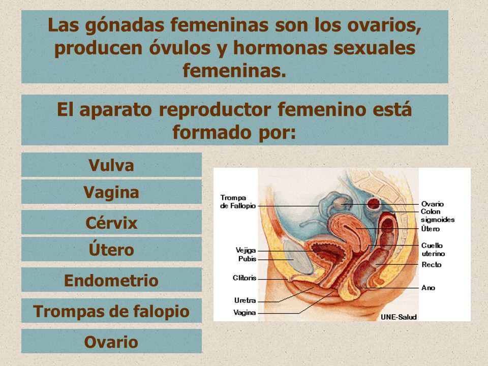 El aparato reproductor femenino está formado por:
