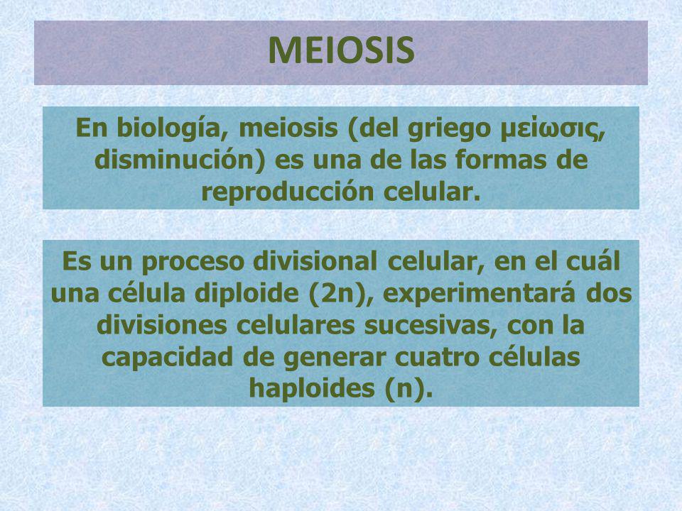 MEIOSIS En biología, meiosis (del griego μείωσις, disminución) es una de las formas de reproducción celular.