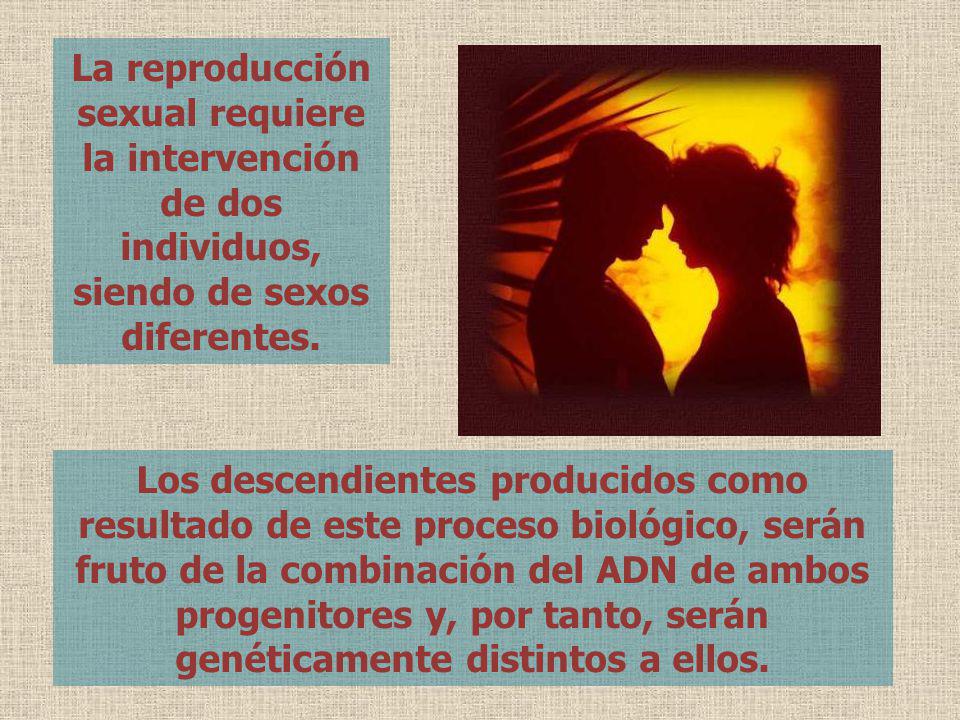 La reproducción sexual requiere la intervención de dos individuos, siendo de sexos diferentes.