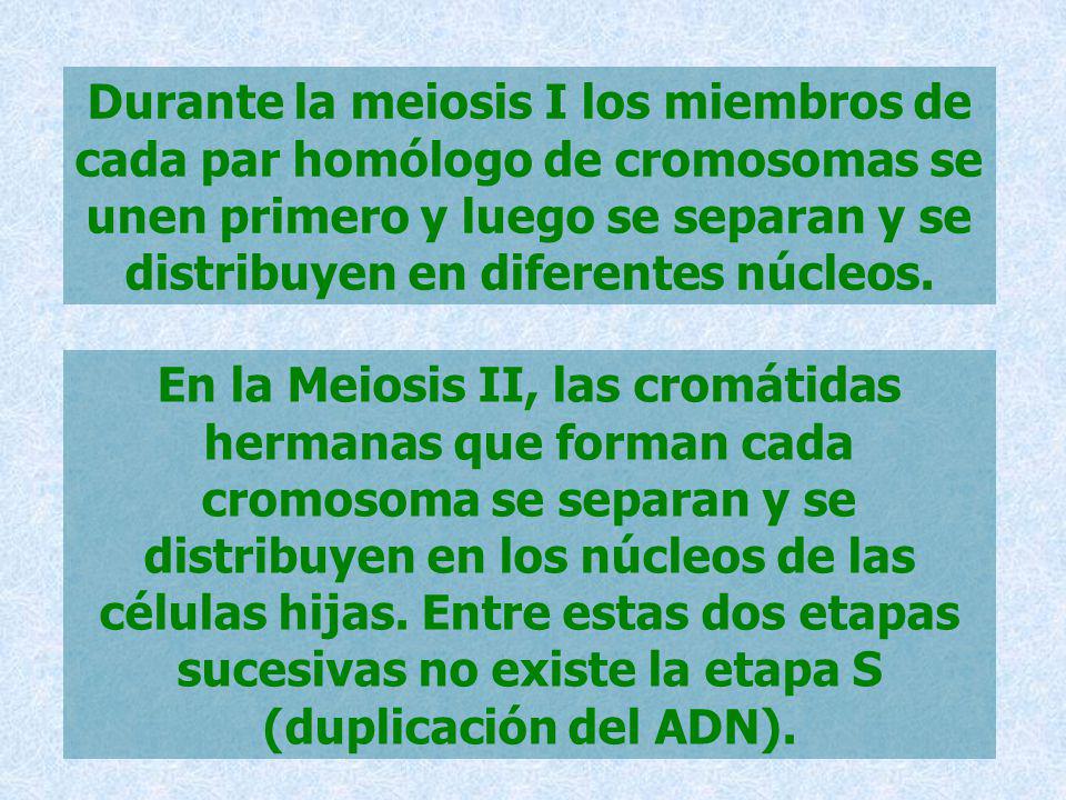 Durante la meiosis I los miembros de cada par homólogo de cromosomas se unen primero y luego se separan y se distribuyen en diferentes núcleos.
