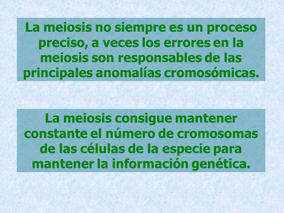 La meiosis no siempre es un proceso preciso, a veces los errores en la meiosis son responsables de las principales anomalías cromosómicas.