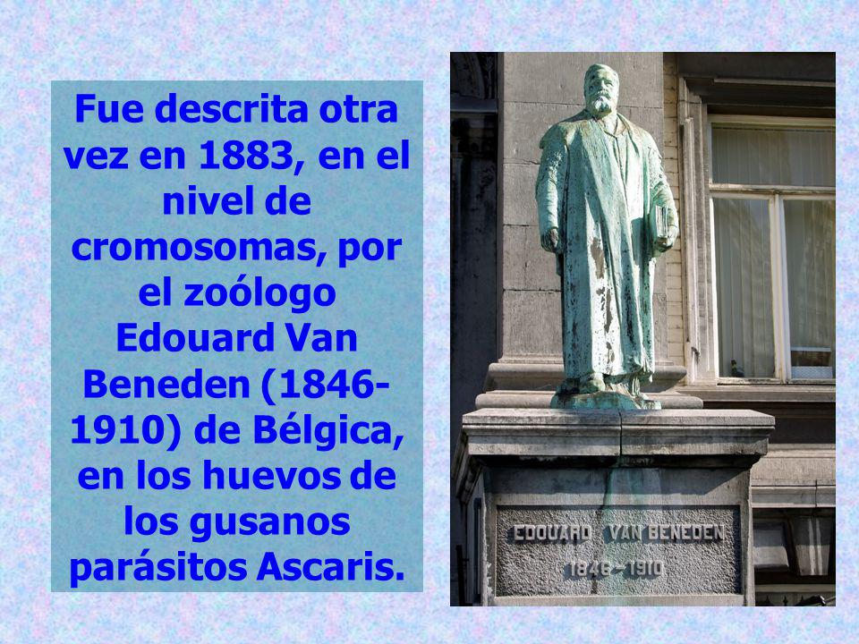 Fue descrita otra vez en 1883, en el nivel de cromosomas, por el zoólogo Edouard Van Beneden ( ) de Bélgica, en los huevos de los gusanos parásitos Ascaris.
