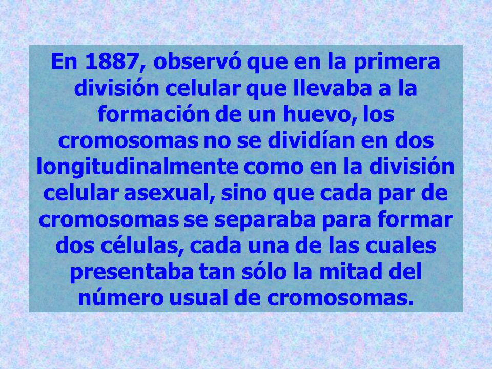 En 1887, observó que en la primera división celular que llevaba a la formación de un huevo, los cromosomas no se dividían en dos longitudinalmente como en la división celular asexual, sino que cada par de cromosomas se separaba para formar dos células, cada una de las cuales presentaba tan sólo la mitad del número usual de cromosomas.