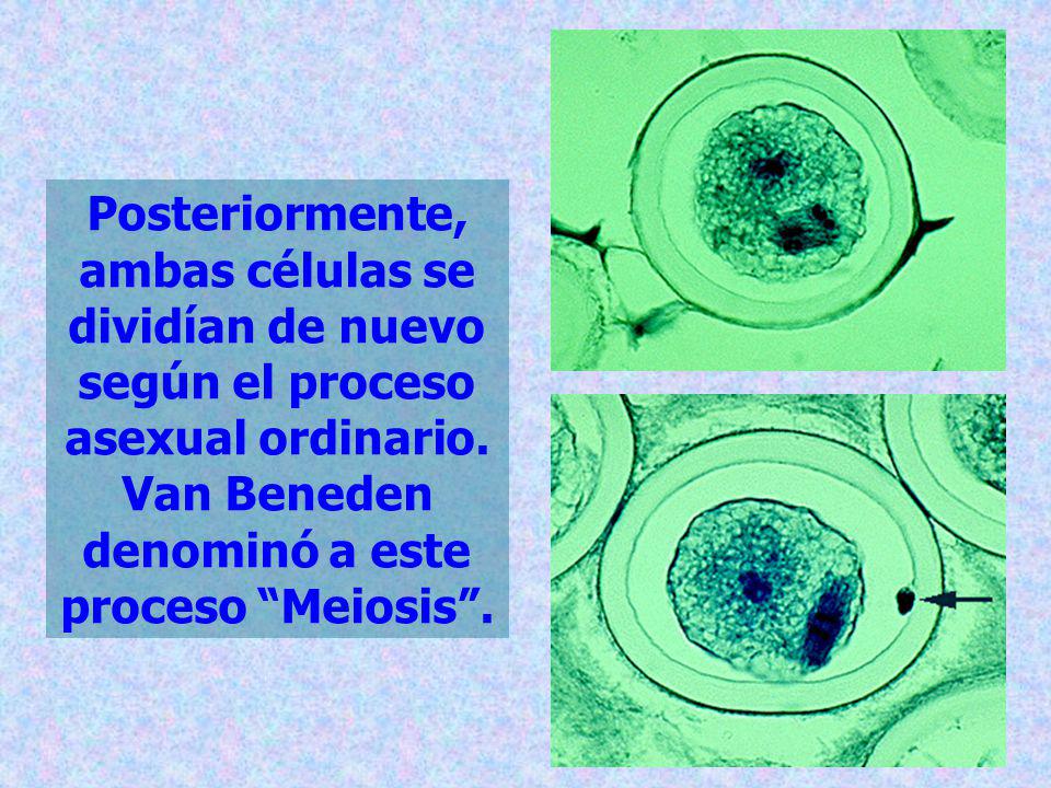 Posteriormente, ambas células se dividían de nuevo según el proceso asexual ordinario.