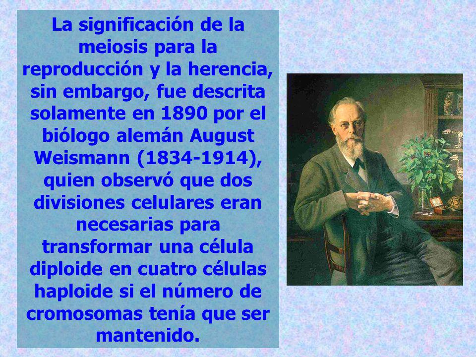 La significación de la meiosis para la reproducción y la herencia, sin embargo, fue descrita solamente en 1890 por el biólogo alemán August Weismann ( ), quien observó que dos divisiones celulares eran necesarias para transformar una célula diploide en cuatro células haploide si el número de cromosomas tenía que ser mantenido.