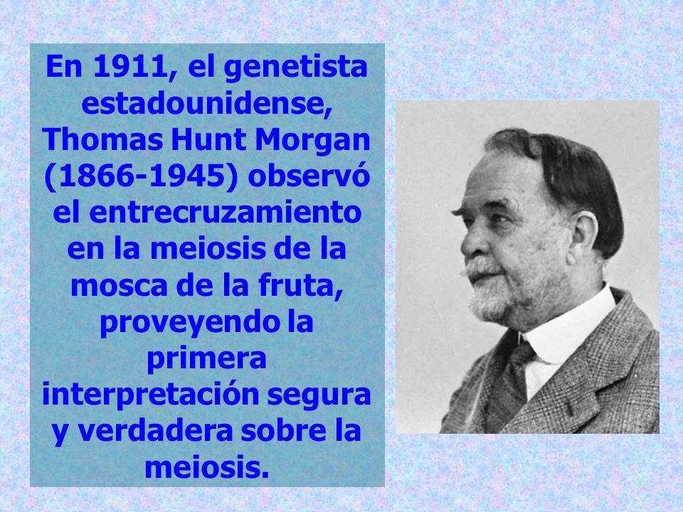 En 1911, el genetista estadounidense, Thomas Hunt Morgan ( ) observó el entrecruzamiento en la meiosis de la mosca de la fruta, proveyendo la primera interpretación segura y verdadera sobre la meiosis.