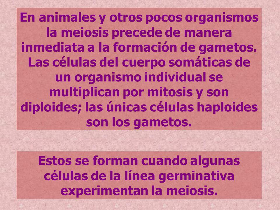 En animales y otros pocos organismos la meiosis precede de manera inmediata a la formación de gametos. Las células del cuerpo somáticas de un organismo individual se multiplican por mitosis y son diploides; las únicas células haploides son los gametos.