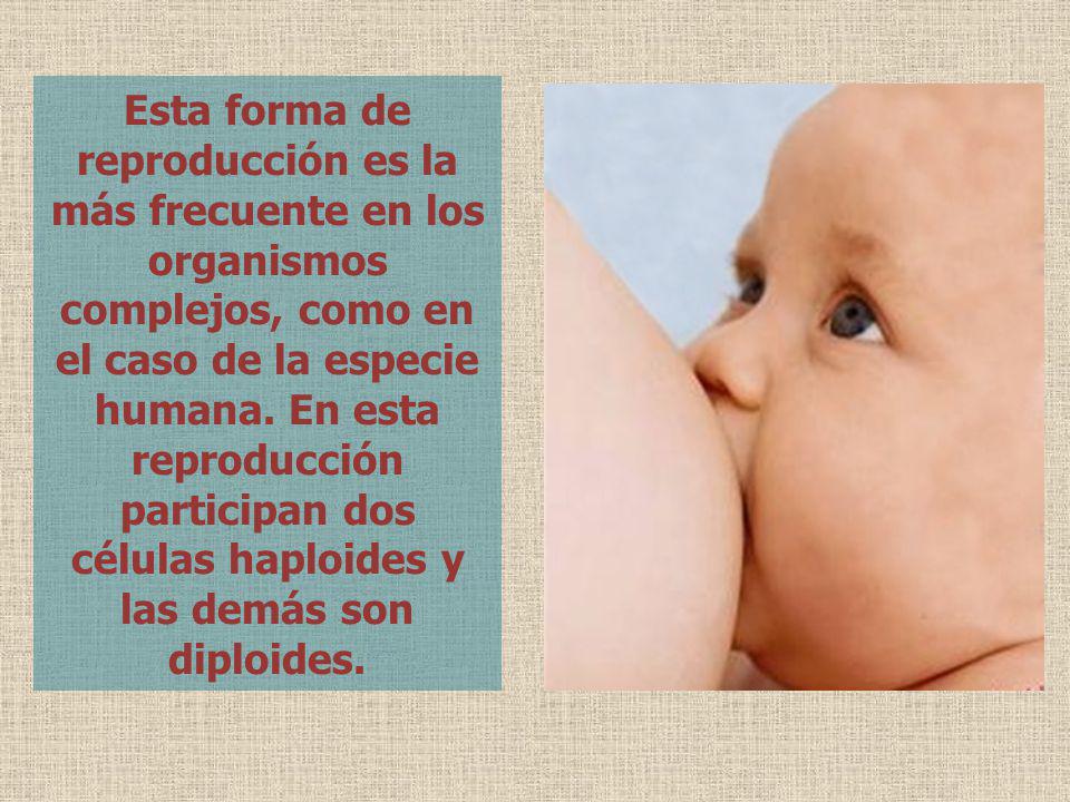 Esta forma de reproducción es la más frecuente en los organismos complejos, como en el caso de la especie humana.